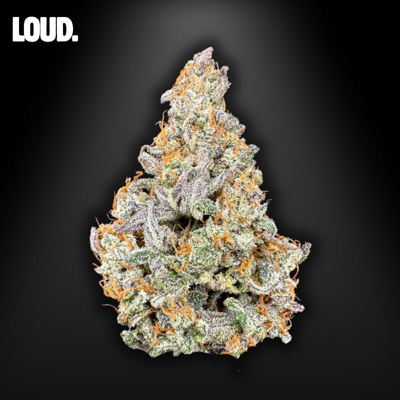 HUNTERS PACK - RAINBOW SHERBET COLLECTION