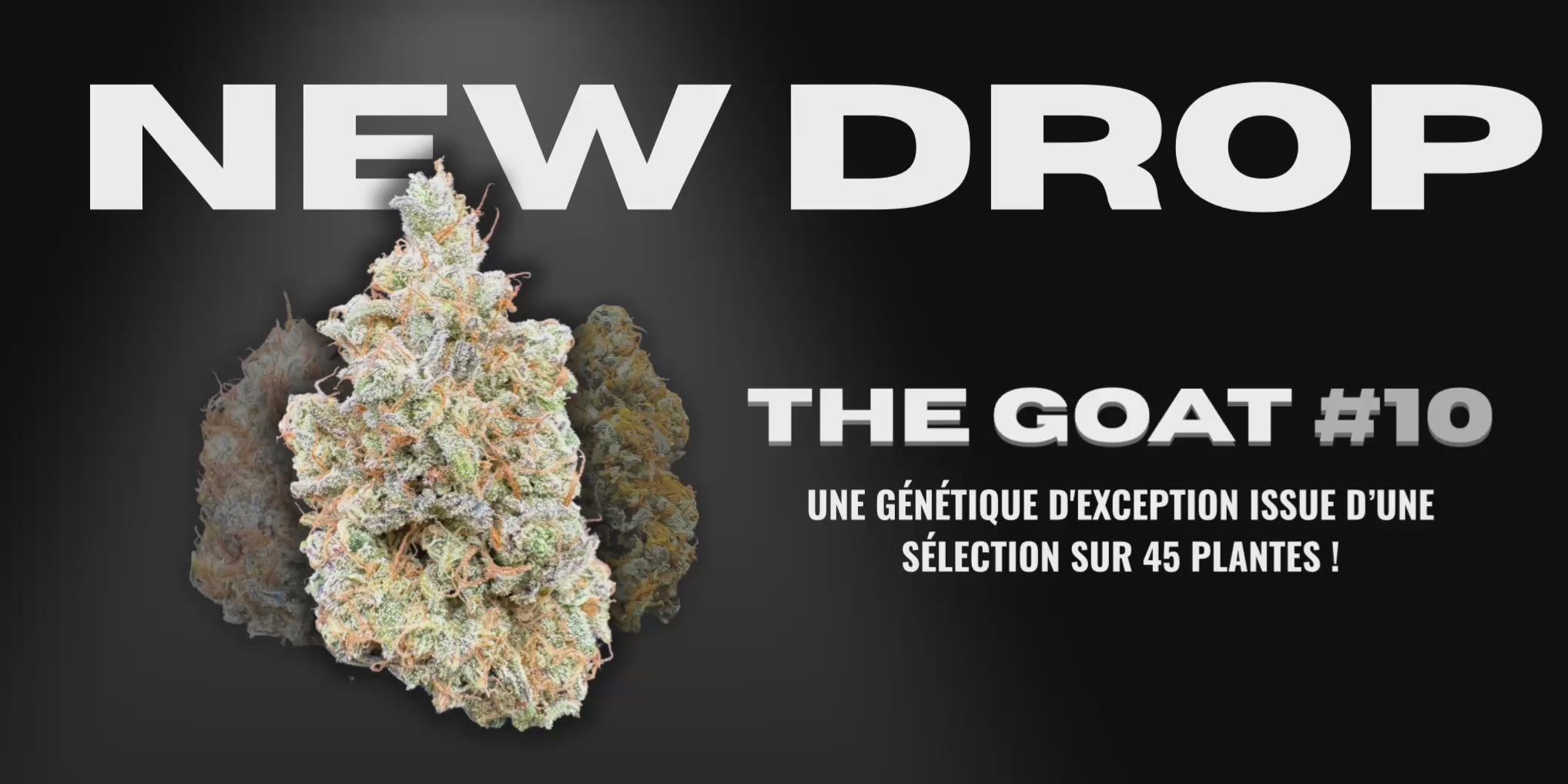 Charger la vidéo : 